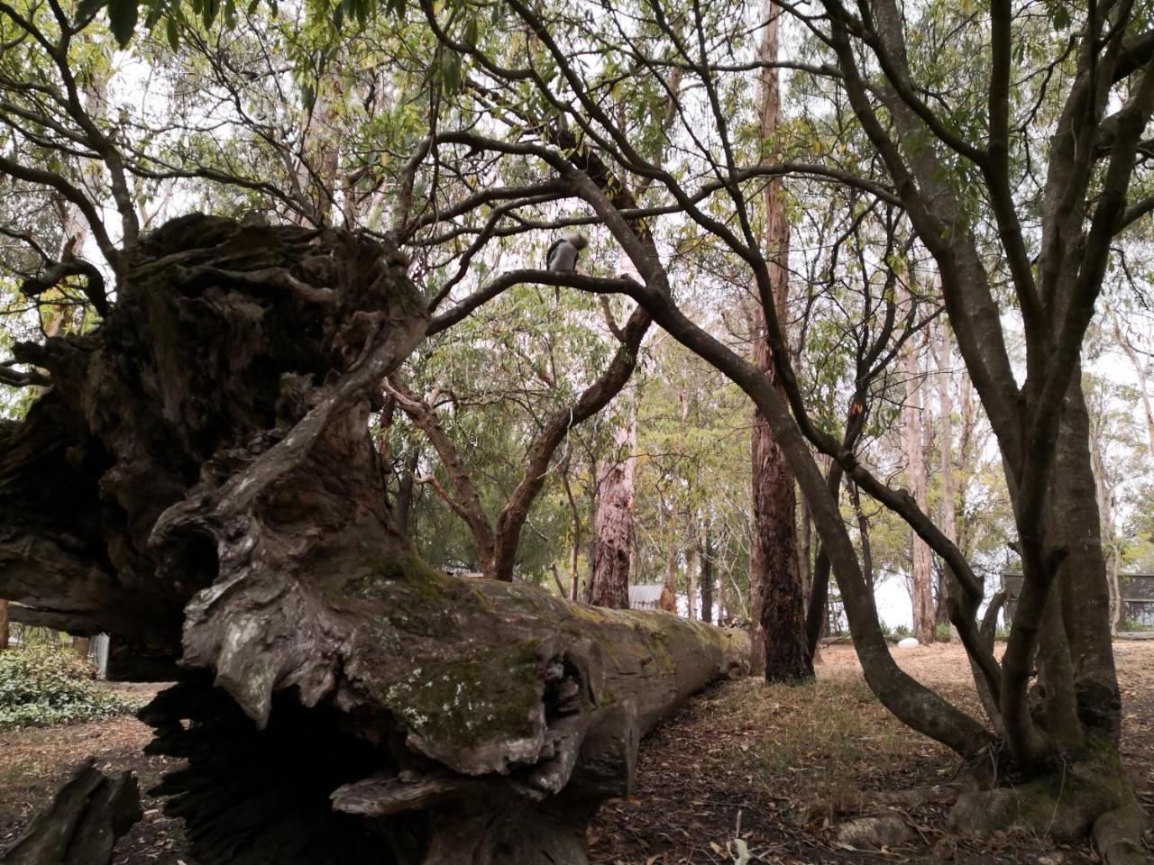 Kalimna Woods Cottages Lakes Entrance Exterior photo